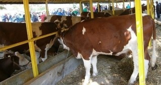Животновъди и млекопреработватели започват преговори за регулиране на взаимоотношенията при изкупуването на млякото