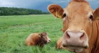 Държавен фонд Земеделие изплати още 29.6 млн. лева на животновъдите