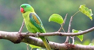 Над 2000 папагала са задържани на ГКПП Капитан Андреево