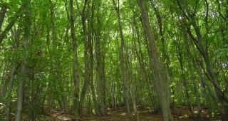 Правителството одобри проект на Закон за изменение на Закона за горите