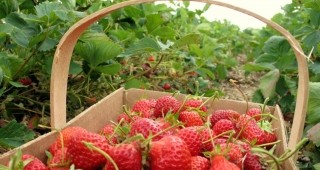 Търсят берачки на ягоди в Испания