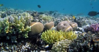 Слабо безвредно напрежение съживява почти мъртвите рифове