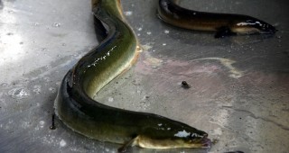 120 килограма змиорки от застрашения вид Anguilla задържаха митничари от отдел 