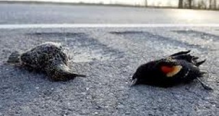 Масова смърт на черни дроздове в един от градовете на американския щат Арканзас