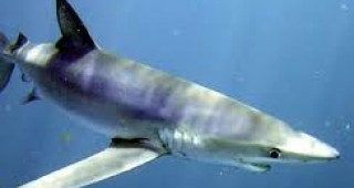 Откриха първата хибридна акула
