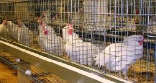 Птицефермите на всички членове на АЗПБ отговарят на европейските изисквания за хуманно отношение към птиците