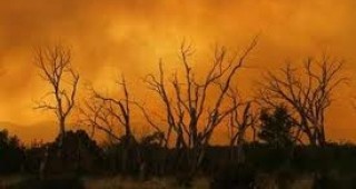 Пожари в южната част на Чили са унищожили над 40 000 хектара растителност