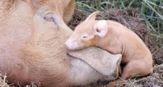 Внесеното у нас ирландско свинско остава под възбрана