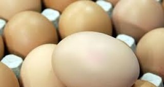Производители: Новите стандарти за отглеждане на кокошките ще доведат до поскъпване на яйцата