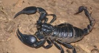 Учени разгадаха флуоресценцията при скорпионите