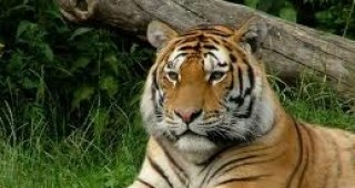 Командоси ще пазят тигрите в Южна Индия