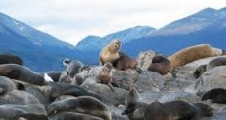 Бебета тюлени измират край бреговете на Канада заради липсата на ледена покривка