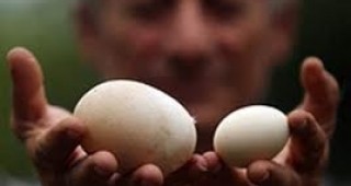 Фермер в Китай се похвали с най-малкото яйце на света