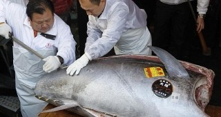 В Япония продадоха риба тон за рекордната цена от 565 000 евро