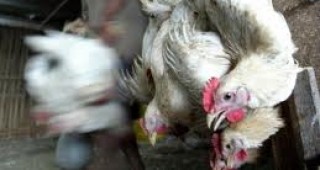 В южната част на Виетнам са открити огнища на птичи грип