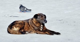 Безстопанствените кучета в община Севлиево ще бъдат чипирани след ваксиниране и обезпаразитяване