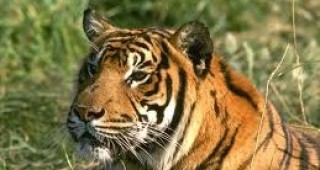 Митническите власти в Тайланд предотвратиха опит за контрабанда на тигрови кожи