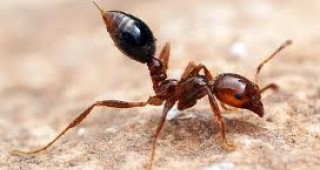 Канадски генетици създадоха мравки-терминатори