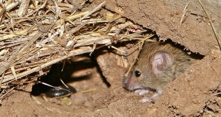 Нивите с посеви в Разградско са нападнати от полски мишки