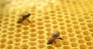 На 26 и 28 март се отваря нов прием на заявления по пчеларската програма