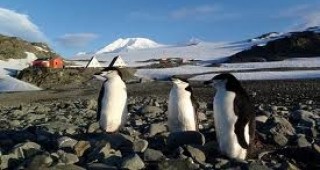 Експерт от НСИ ще организира преброяване на пингвините и тюлените на Антарктида