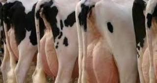 Кравите в Русия се борят със студа с помощта на сутиени