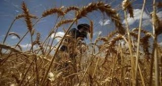 Зърнената реколта в Бразилия достигна рекордните 59,9 милиона тона през 2011 г.