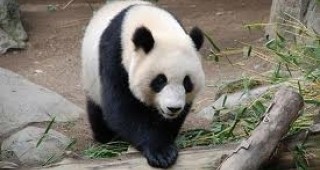 Китай пусна на свобода шест малки панди