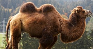 Яж камила, спаси природата