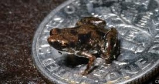 Най-малкото гръбначно животно е жаба в Нова Гвинея