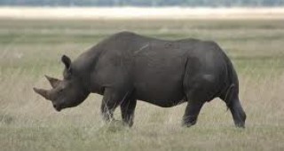 Британски учени се опитват да разгадаят анатомичната мистерия на носорозите