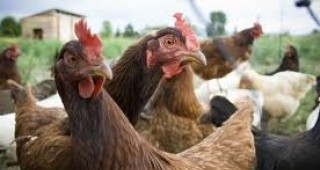 В Силистренско са проверени седем ферми за отглеждане на патици и кокошки носачки