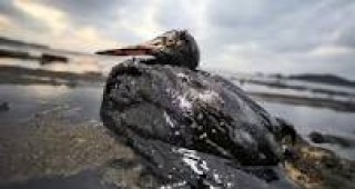 Близо 50 морски птици са били открити мъртви в Нова Зеландия
