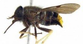 Кръщават рядка австралийска муха на Бионсе