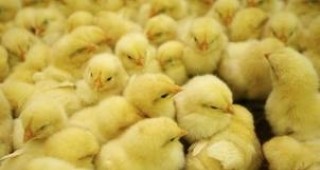 6 000 патки са откраднати от ферма в пловдивското село Старо Железаре