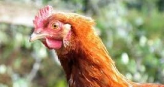 Затвориха ферма за кокошки носачки в силистренското село Цар Асен