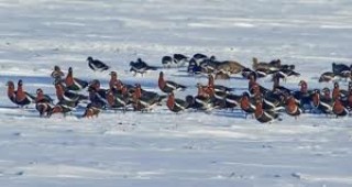 В преброяването на зимуващите водолюбиви птици в България ще се включат над 200 души