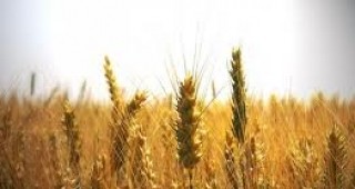 Износът на пшеница, царевица и слънчоглед от България върви регулярно