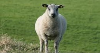 Палестина проявява интерес към научно-практическите постижения на българското овцевъдство