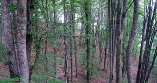 Екоорганизации призовават за промяна на дефиницията за гора