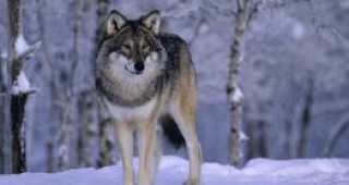 Мащабен лов на вълци в Швеция