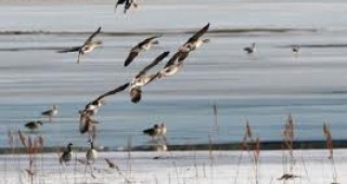 Най-високата численост на зимуващи диви гъски е наблюдавана в района на Свищовско-Беленската низина