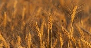 Добивите от хлебно зърно в света от предстоящата реколта ще надминат 690 млн. тона