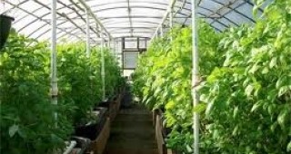 Предвидените средства за зеленчукопроизводителите са в размер на 25 млн. лева
