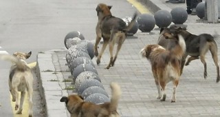 Кастрират ударно половината бездомни кучета в столицата