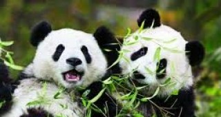 Две китайски гигантски панди пристигнаха във Франция