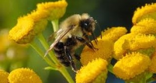 По част от мерките на пчеларската програма продължава приемът на заявления
