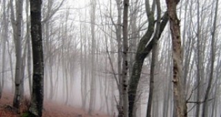Снимка на букова гора от Природен парк 