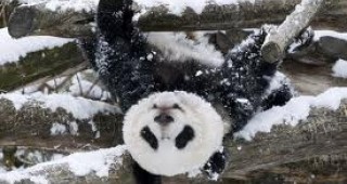 Първи сняг за малката панда Фу Ху във виенския зоопарк