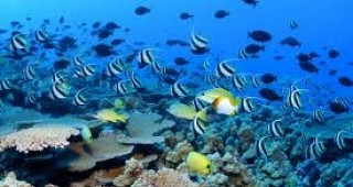 Увеличената концентрация на въглероден двуокис в моретата уврежда нервната система на рибите